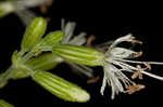 Blue ridge catchfly